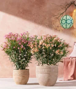 Oleander, Busch