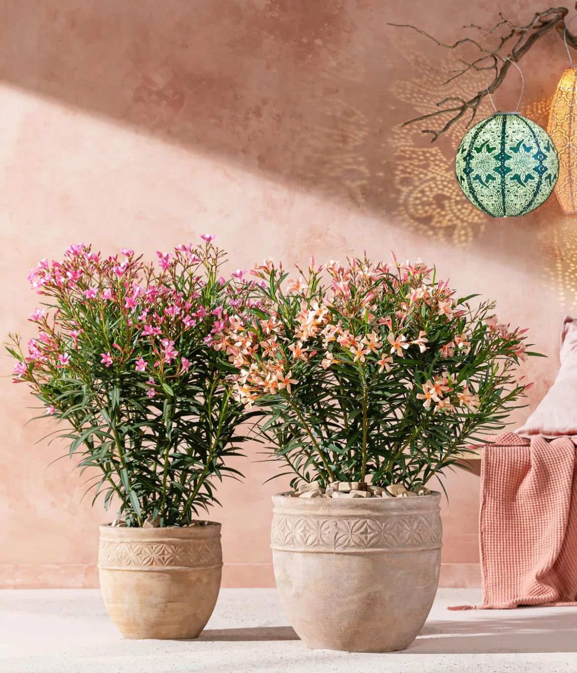 Oleander, Busch