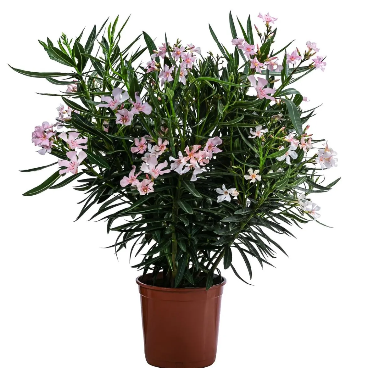 Oleander, Busch