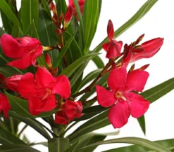Oleander, Busch