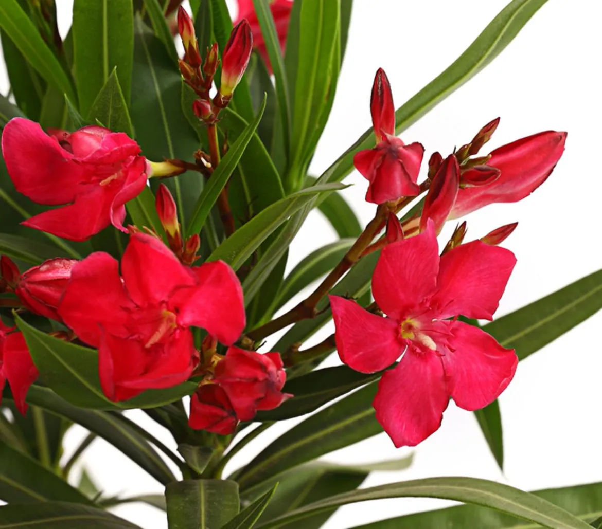 Oleander, Busch