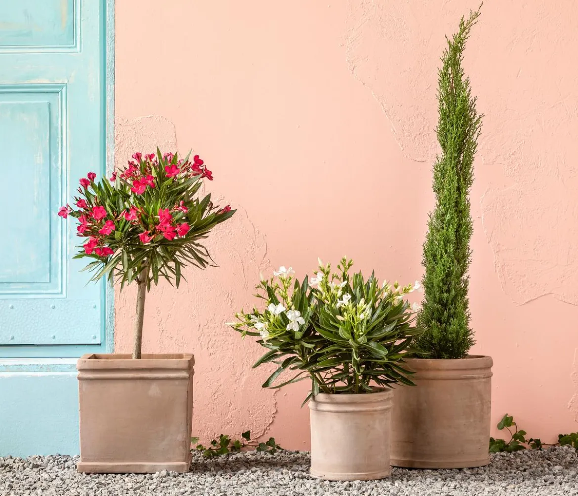 Oleander, Busch