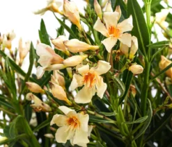 Oleander, Busch