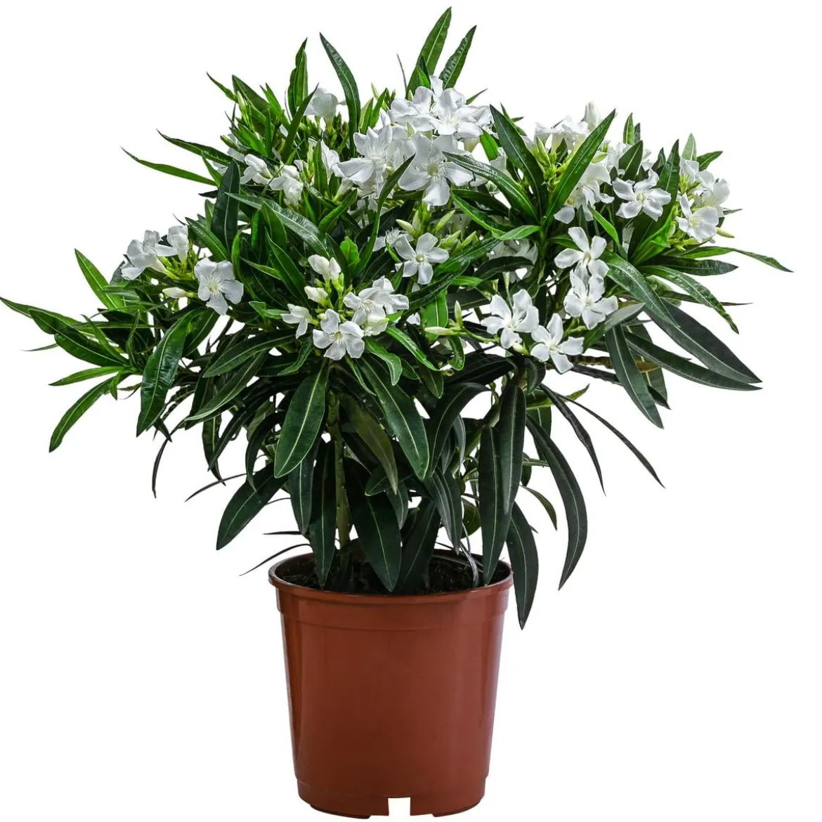 Oleander, Busch