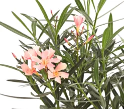 Oleander, Busch