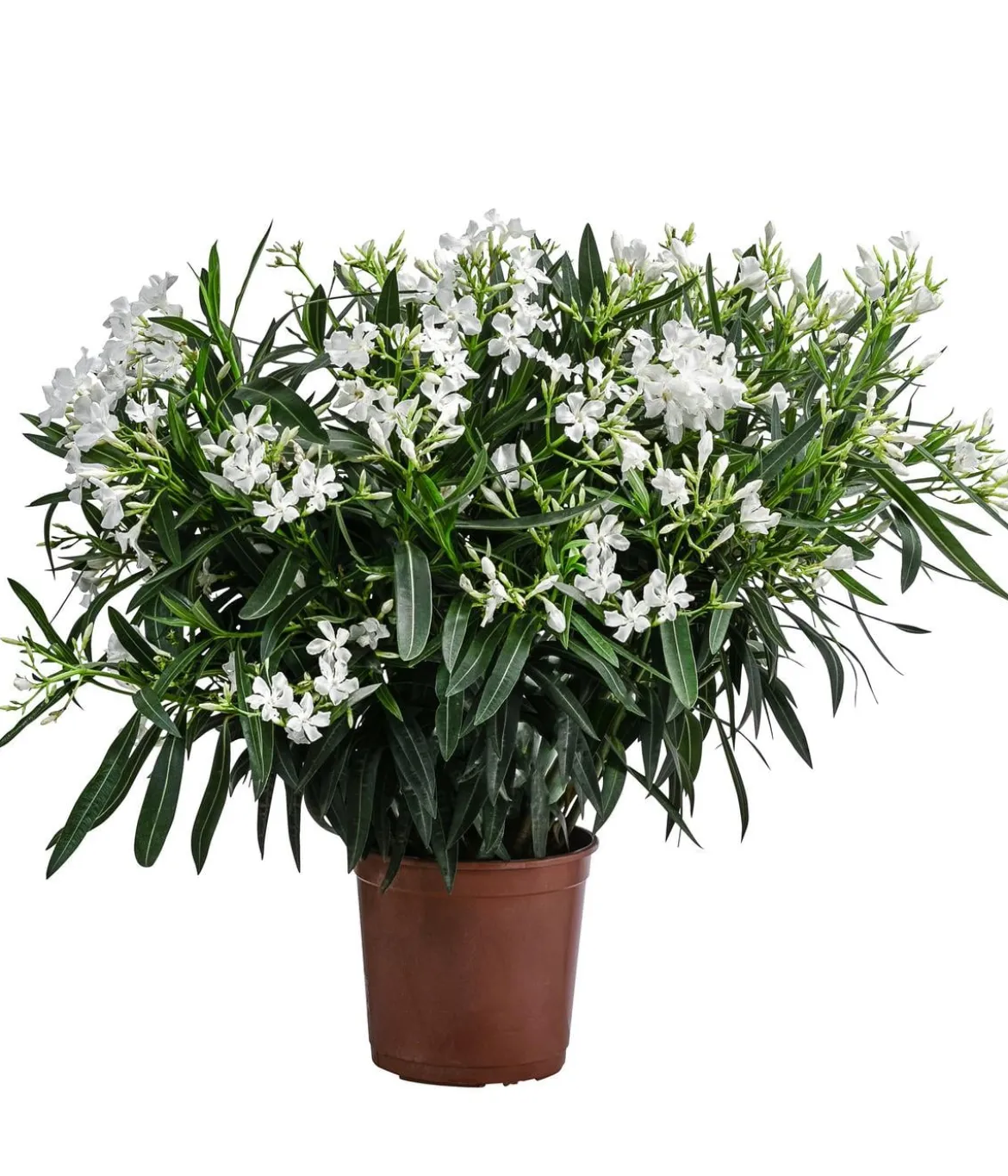 Oleander, Busch