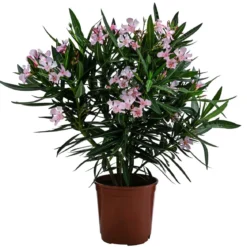 Oleander, Busch