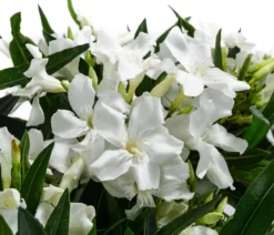 Oleander, Busch