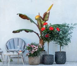 Oleander, Busch