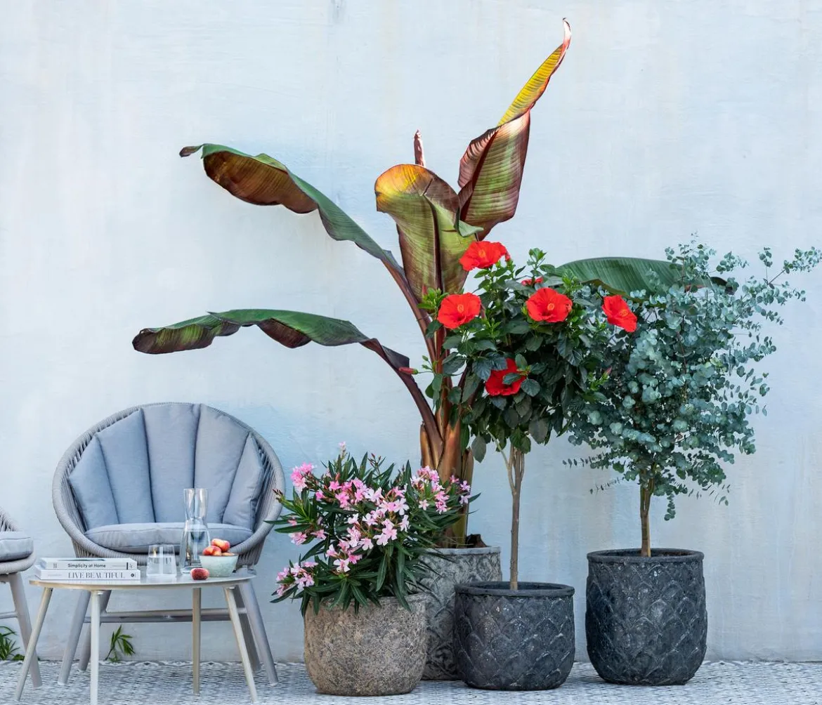 Oleander, Busch