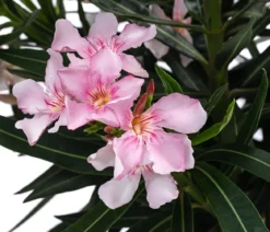 Oleander, Busch