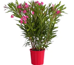 Oleander, Busch