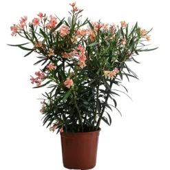 Oleander, Busch