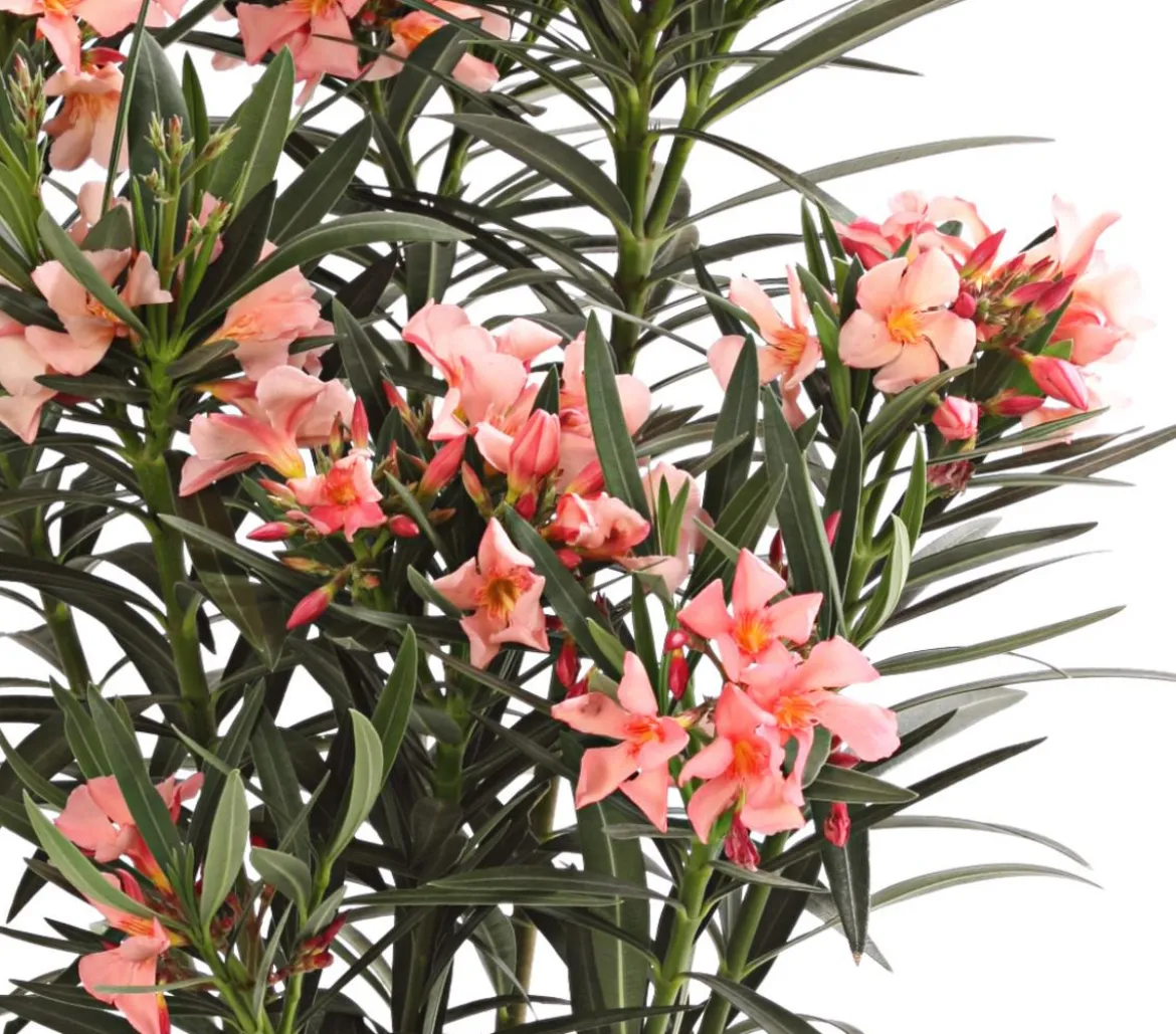 Oleander, Busch