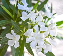 Oleander, Busch