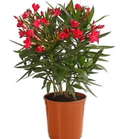 Oleander, Busch