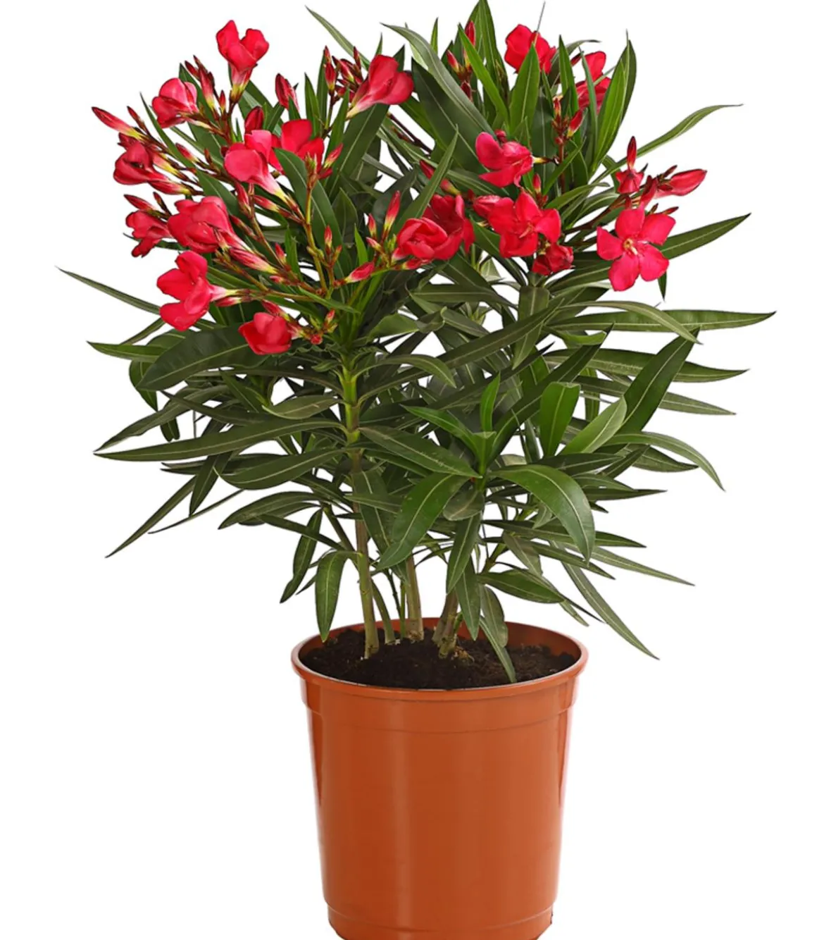 Oleander, Busch