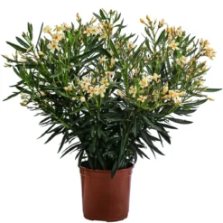 Oleander, Busch