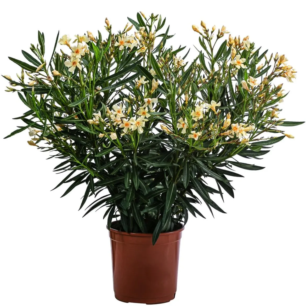 Oleander, Busch