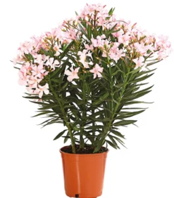 Oleander, Busch