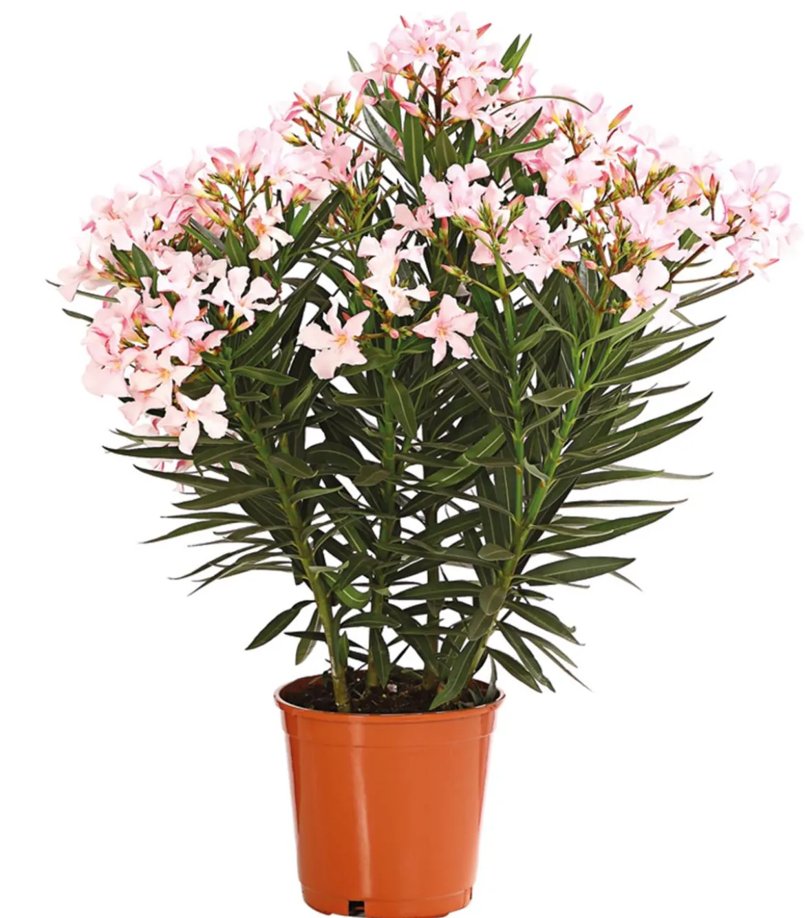 Oleander, Busch