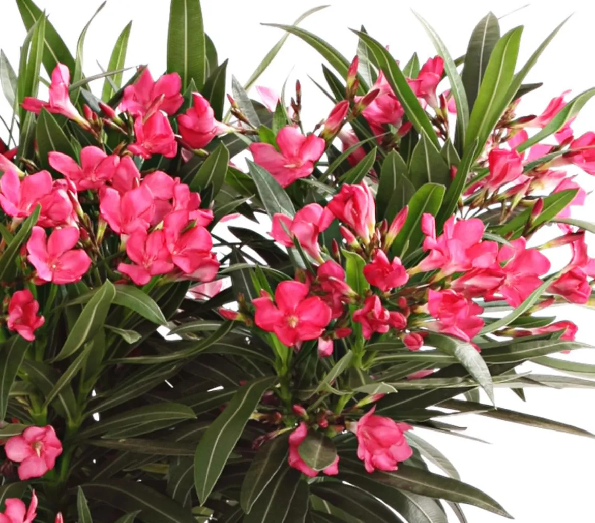 Oleander, Busch