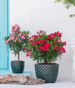 Oleander, Busch