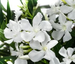 Oleander, Busch