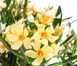 Oleander, Busch