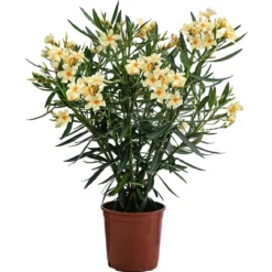 Oleander, Busch