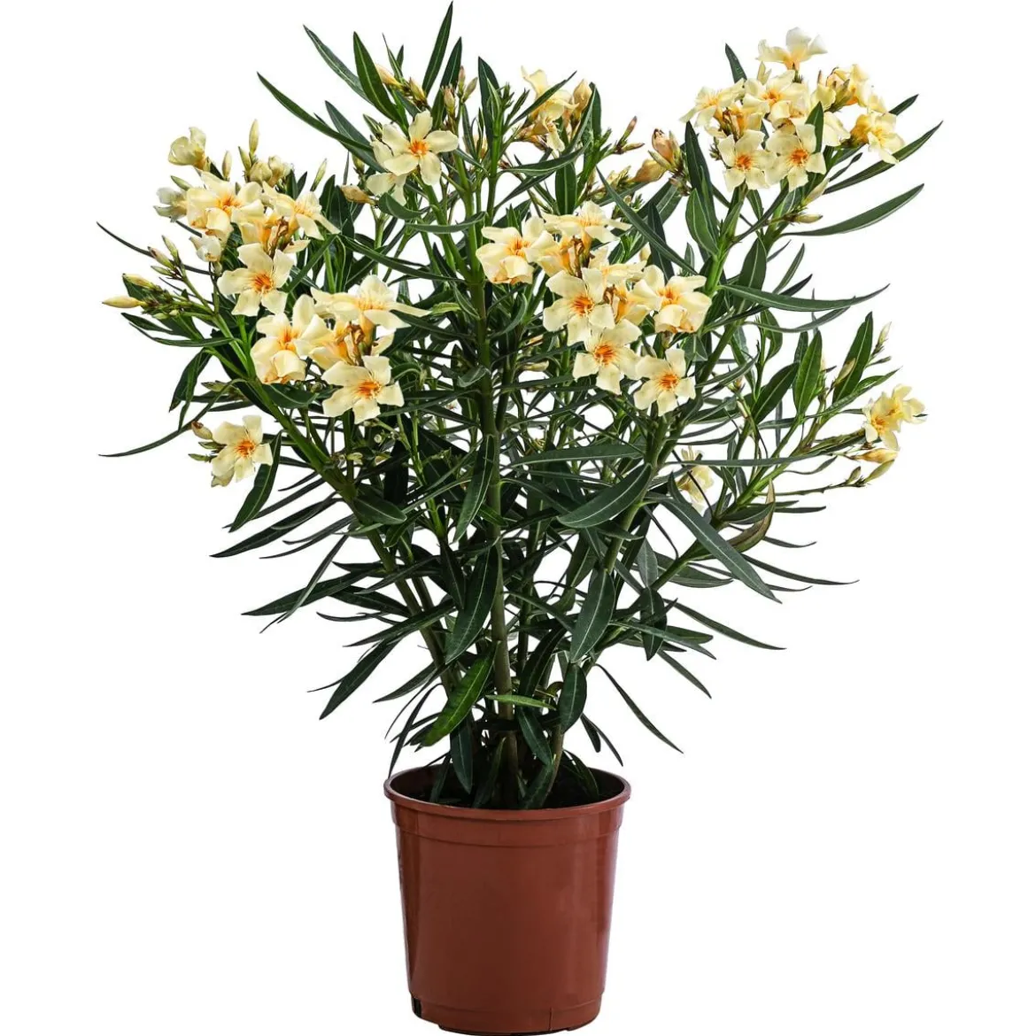 Oleander, Busch
