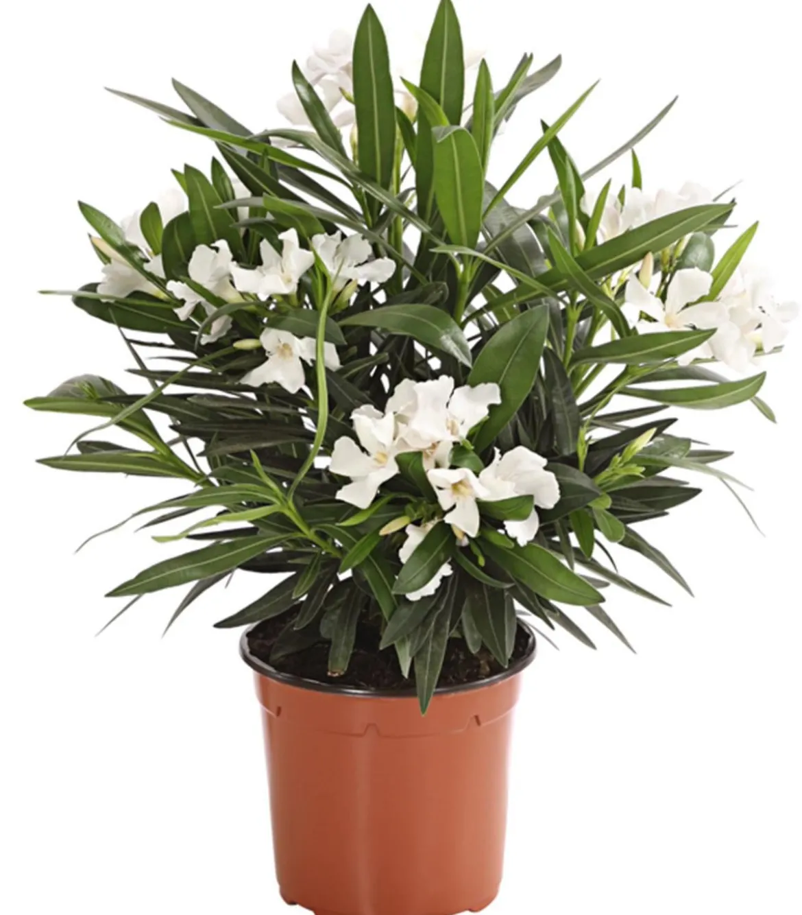 Oleander, Busch, verschiedene Farben