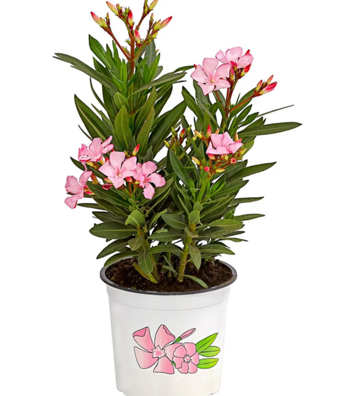 Oleander, Busch, verschiedene Farben
