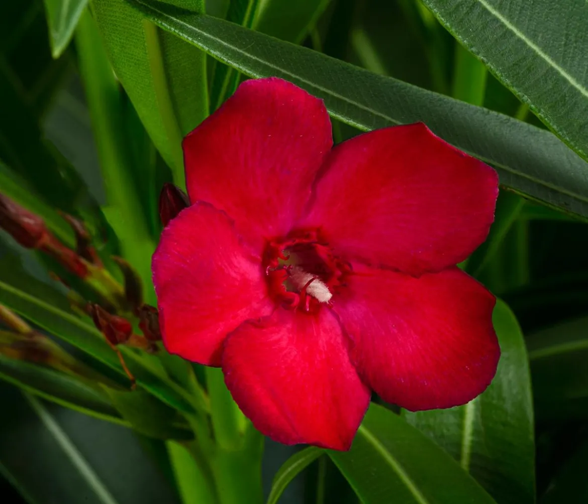 Oleander 'Jannoch'