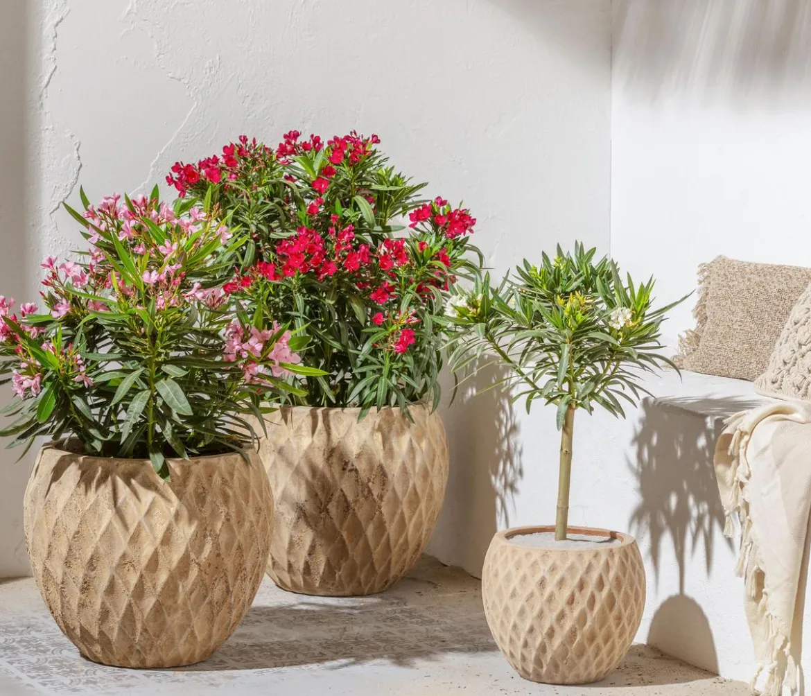 Oleander 'Jannoch'
