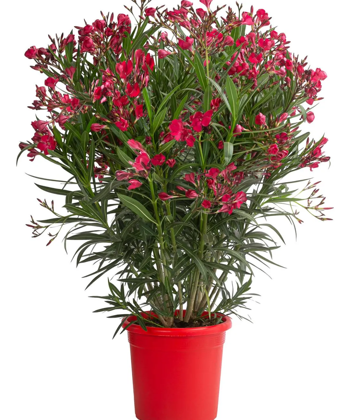 Oleander 'Jannoch'