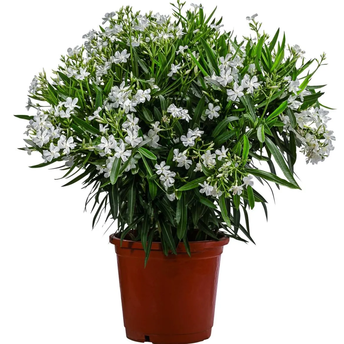 Oleander, Solitärbusch