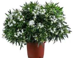 Oleander, Solitärbusch, verschiedene Farben