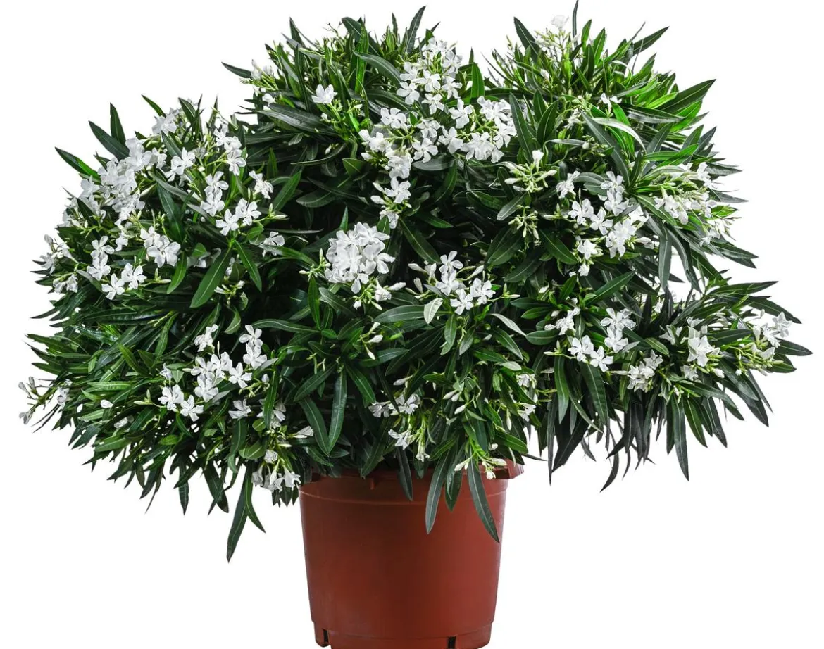 Oleander, Solitärbusch, verschiedene Farben
