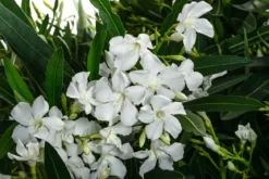 Oleander, Solitärbusch, verschiedene Farben