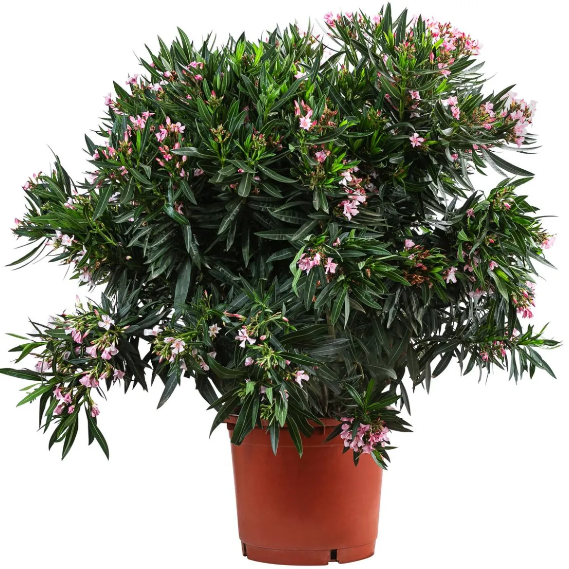 Oleander, Solitärbusch, verschiedene Farben