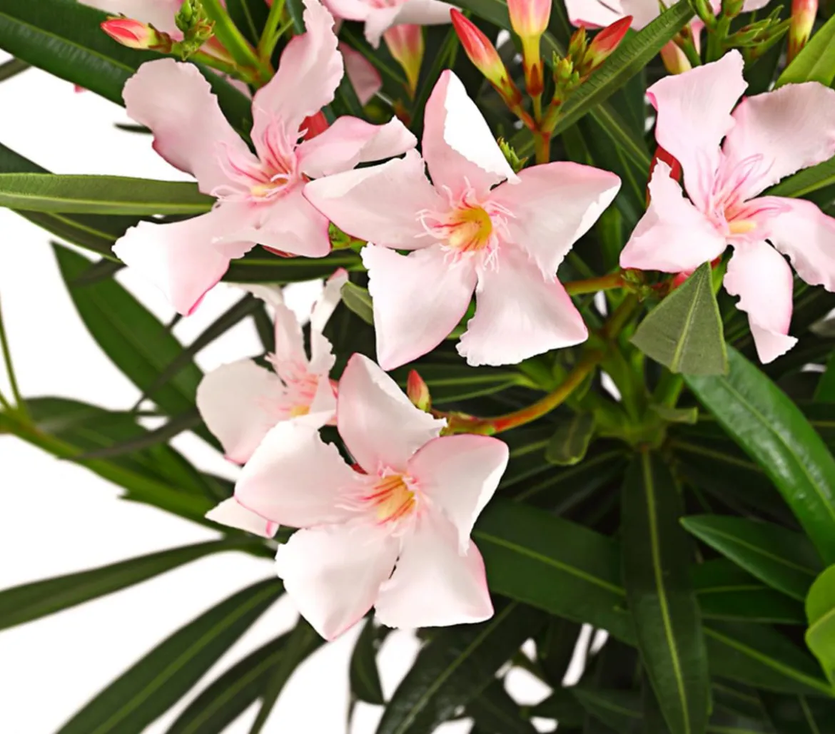 Oleander, Stämmchen, verschiedene Farben
