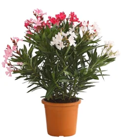 Oleander-Trio