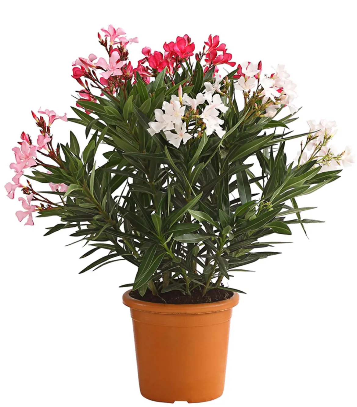 Oleander-Trio