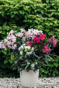 Oleander-Trio