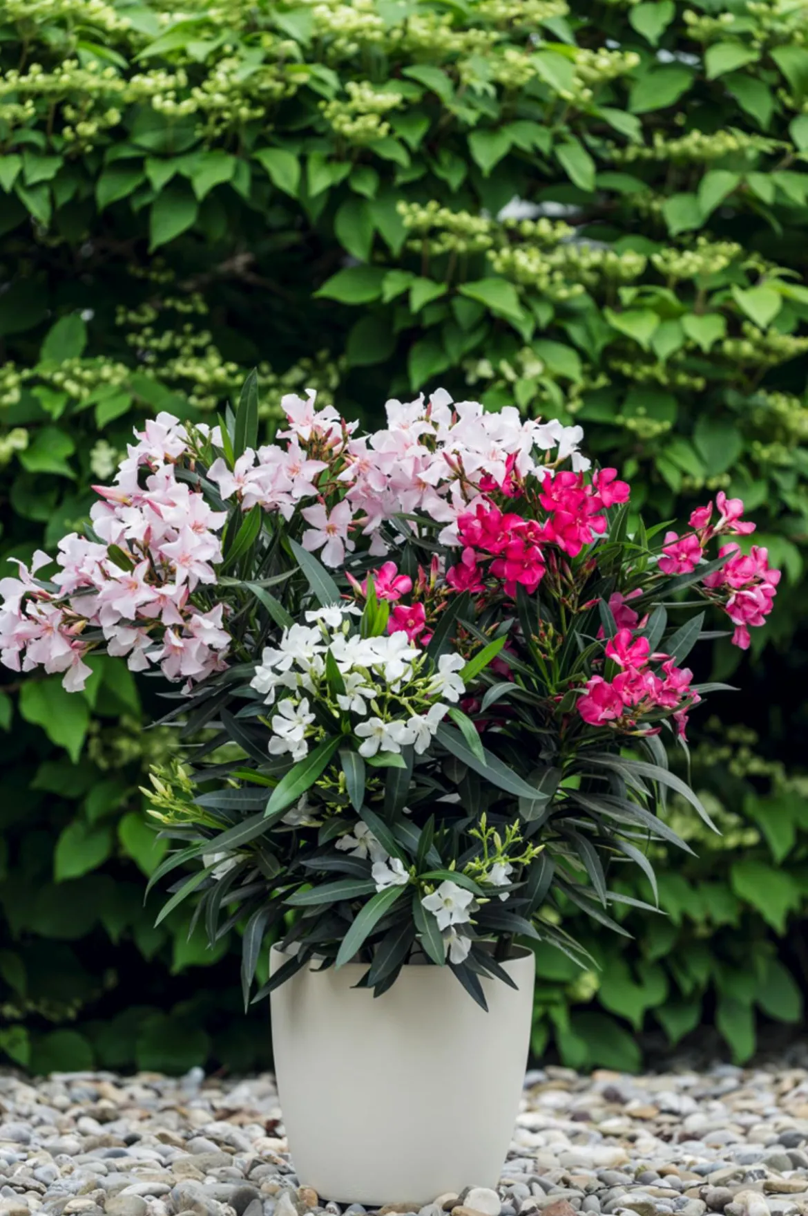 Oleander-Trio