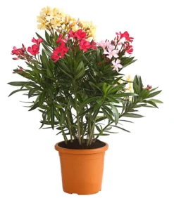 Oleander-Trio