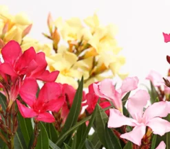 Oleander-Trio