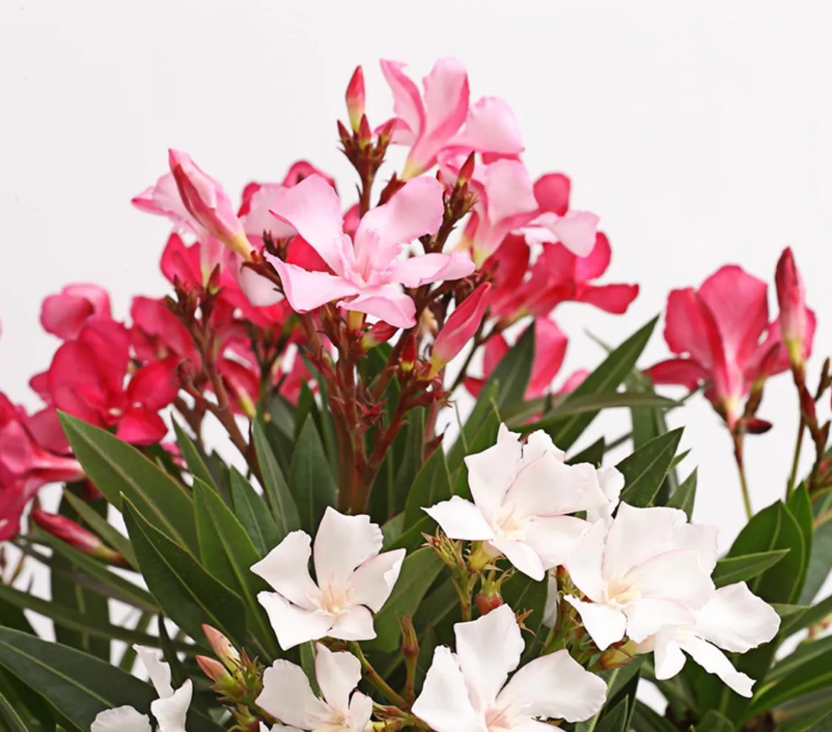 Oleander-Trio