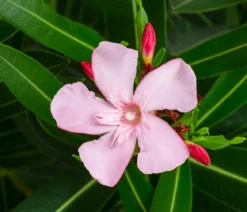 Oleander 'Villa Romaine'